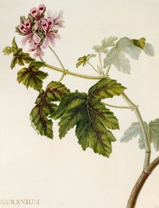 Geranie von English School