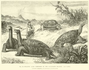 Gigantische Landschildkröten der Galapagos-Inseln von English School