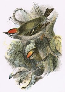 Wintergoldhähnchen (unten) und Sommergoldhähnchen (oben) von English School