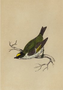 Goldhähnchen