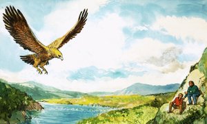 Steinadler