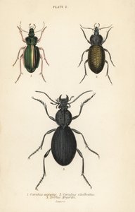 Goldener Bodenläufer, Carabus auratus 1, Bodenläufer, Carabus clathratus 2, und großer schwarzer Bodenläufer, Tefflus megerlei von English School
