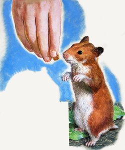 Goldhamster von English School