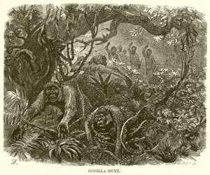 Gorillajagd von English School
