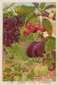 Trauben; Kirschen; Pflaumen; Stachelbeeren von English School