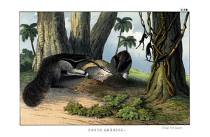 Großer Ameisenbär von English School