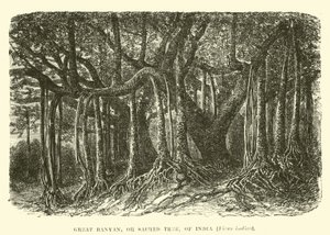 Großer Banyan- oder Heiliger Baum von Indien, Ficus indica von English School