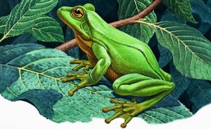 Großer grüner Laubfrosch