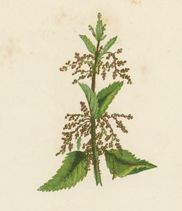 Große Brennnessel, Urtica Dioica von English School