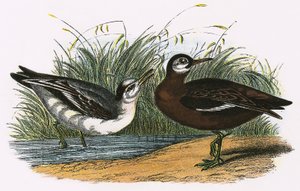 Grauer Phalarope von English School