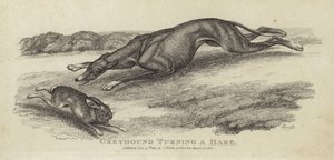 Windhund jagt einen Hasen von English School