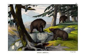 Grizzlybär
