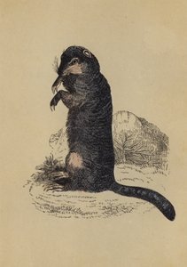 Erdhörnchen (Farblithografie) von English School