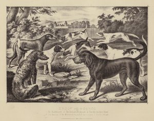 Gruppe von Jagdhunden von English School