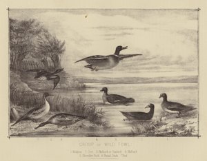 Gruppe von Wildvögeln von English School