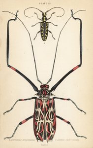 Harlekin-Käfer, Acrocinus longimanus 1, und Flachgesichtiger Langhornkäfer, Taeniotes subocellatus 2