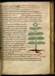 Harley 4986 fol.20 Das Kraut Asterion