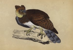 Harpyie von English School