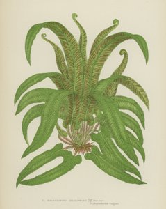 Hirschzungenfarn von English School
