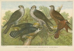 Habichte und Falken (farbige Gravur) von English School