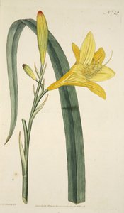 Hemerocallis Flava (Gelbe Taglilie) aus The Botanical Magazine or Flower Garden Displayed, veröffentlicht 1796 (handkolorierter Stich)