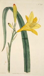 Hemerocallis Flava Gelbe Taglilie, veröffentlicht 1796 handkolorierter Stich