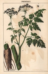 Schierling oder Conium maculatum, aus "The Instructive Picturebook, or Lessons from the Vegetable World," [Charlotte Mary Yonge], Edinburgh