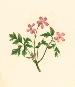 Storchschnabel, Geranium Robertianum von English School