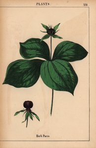 Vierblättrige Einbeere, aus "The Instructive Picturebook, or Lessons from the Vegetable World," [Charlotte Mary Yonge], Edinburgh