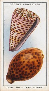 Verborgene Farben in Mollusken, Kegelschnecke und Kaurischnecke von English School