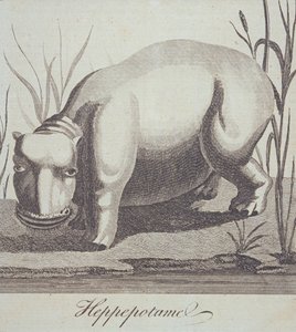 Nilpferd, aus The Gentlemans Magazine, veröffentlicht im Dezember 1772