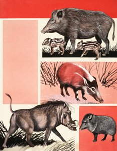 Montage von Schweinen und Wildschweinen von English School