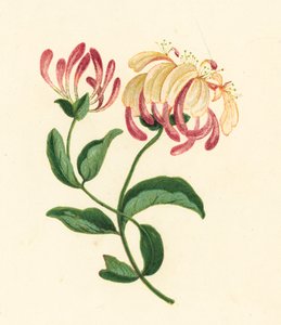 Geißblatt, Lonicera Periclymenum von English School