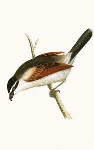 Haubenschwätzer, Illustration aus 