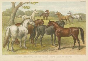 Pferde und Ponys (Farbgravur) von English School