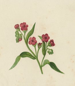 Gewöhnlicher Hundszunge, Cynoglossum Officinale von English School