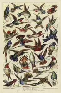 Kolibris von English School