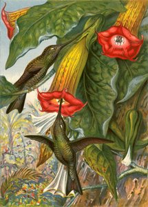 Kolibris von English School