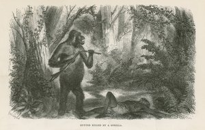 Jäger von Gorilla getötet von English School