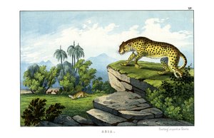 Jagdleopard
