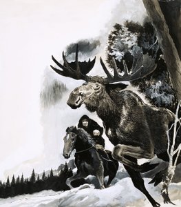 Jagd auf einen Elchbullen