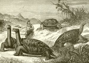 Jagd auf Schildkröten an der Küste von Neuguinea
