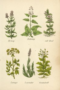 Ysop, Betonie, Braunelle, Liebstöckel, Lavendel, Greiskraut von English School