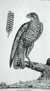 Isländischer Falke (Falco rusticolus), aus 