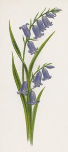 Illustration für Ein Traum von einem Garten von English School