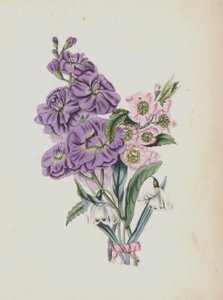 Illustration für Moss Rose Album von English School