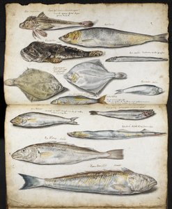 Illustrationen zu De Historia Piscium, von John Ray, c.1686 von English School
