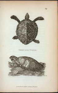 Imbricierte Schildkröte, aus 