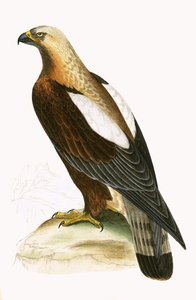 Kaiseradler, Illustration aus 