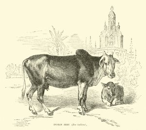 Indischer Zebu, Bos indicus